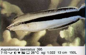 Aspidontus taeniatus